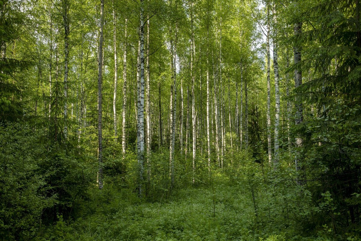 Suur ülevaade: kellele kuulub Eesti mets?