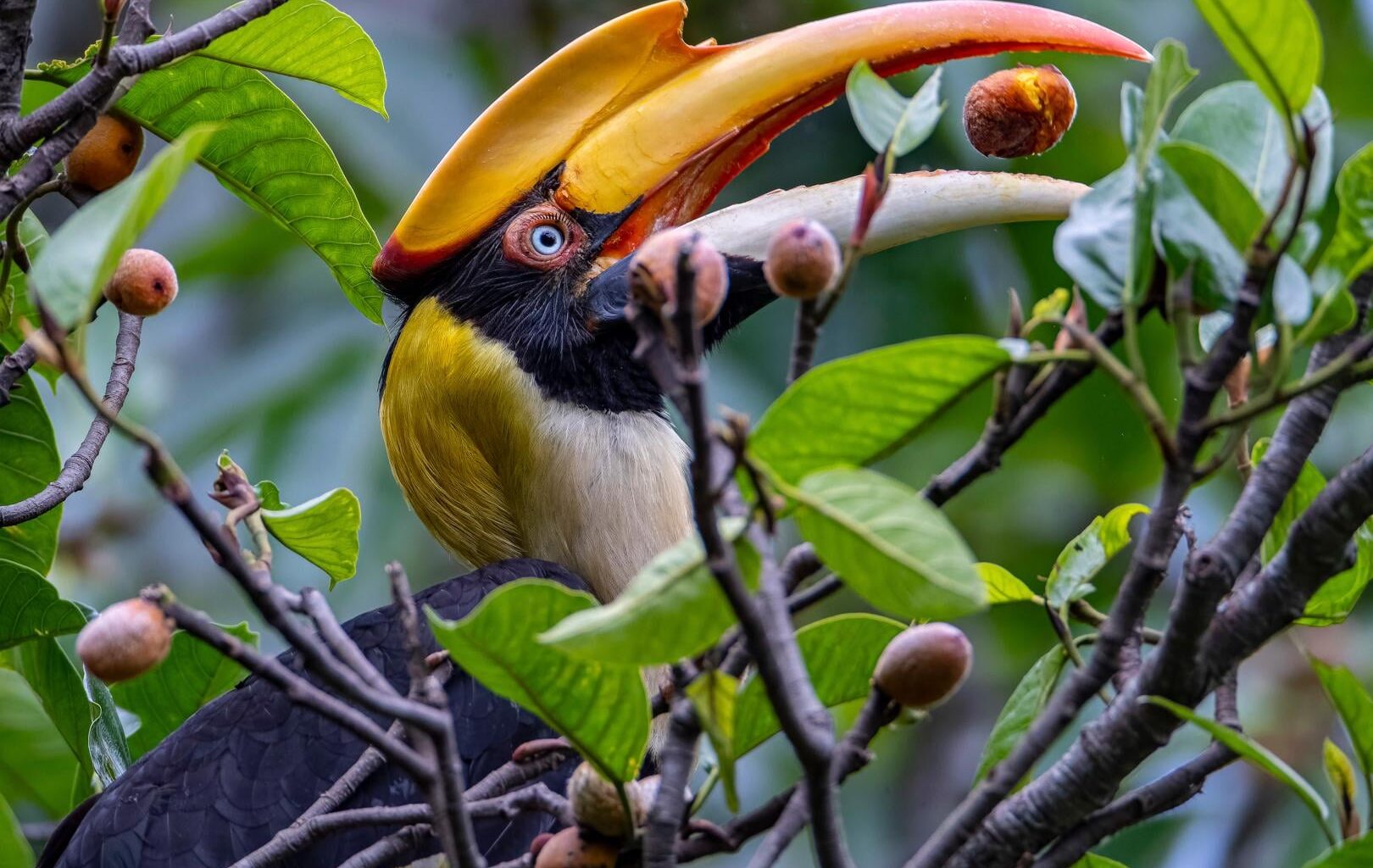 Why animals are a critical part of forest carbon absorption. Naturally-regrowing tropical forests, with healthy populations of seed-dispersing animals, can absorb up to four times more carbon.