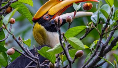 Why animals are a critical part of forest carbon absorption. Naturally-regrowing tropical forests, with healthy populations of seed-dispersing animals, can absorb up to four times more carbon.