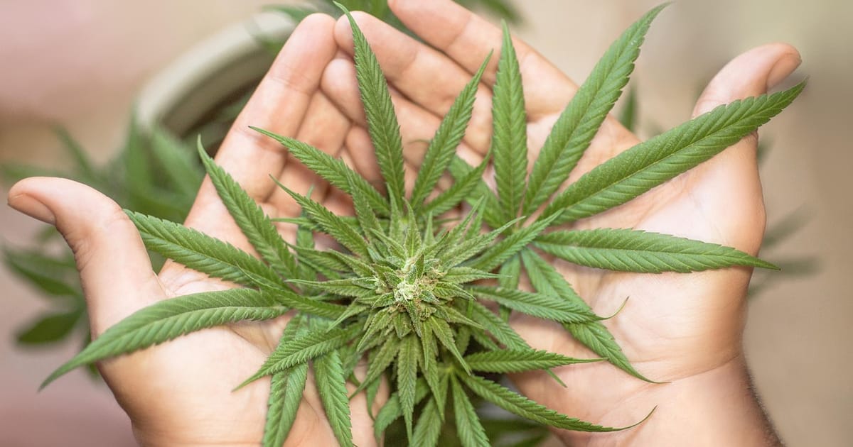 Czechia moves toward regulated drug use with cannabis and psilocybin changes