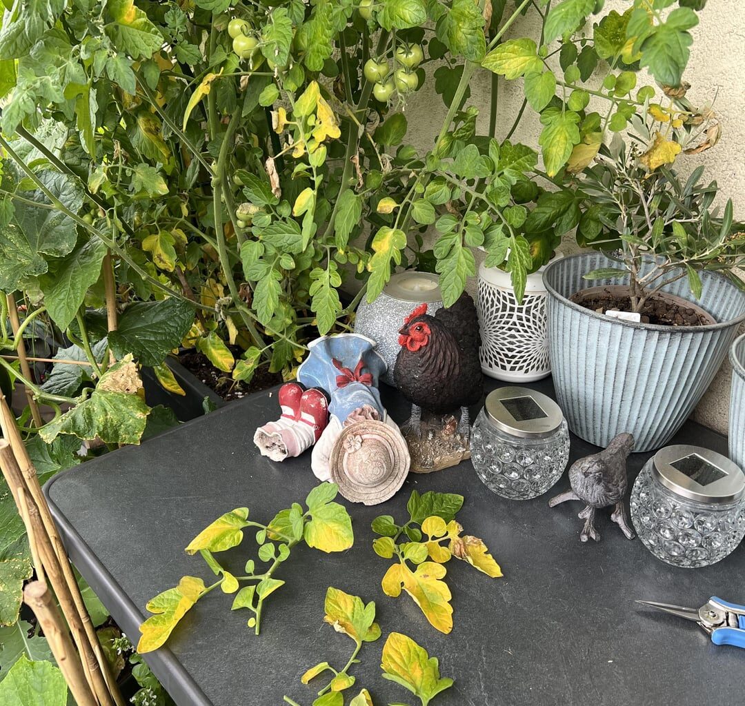 Was hat diese Tomate?