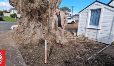 Mayoral aspirant wants council apology over pōhutukawa wrangle
