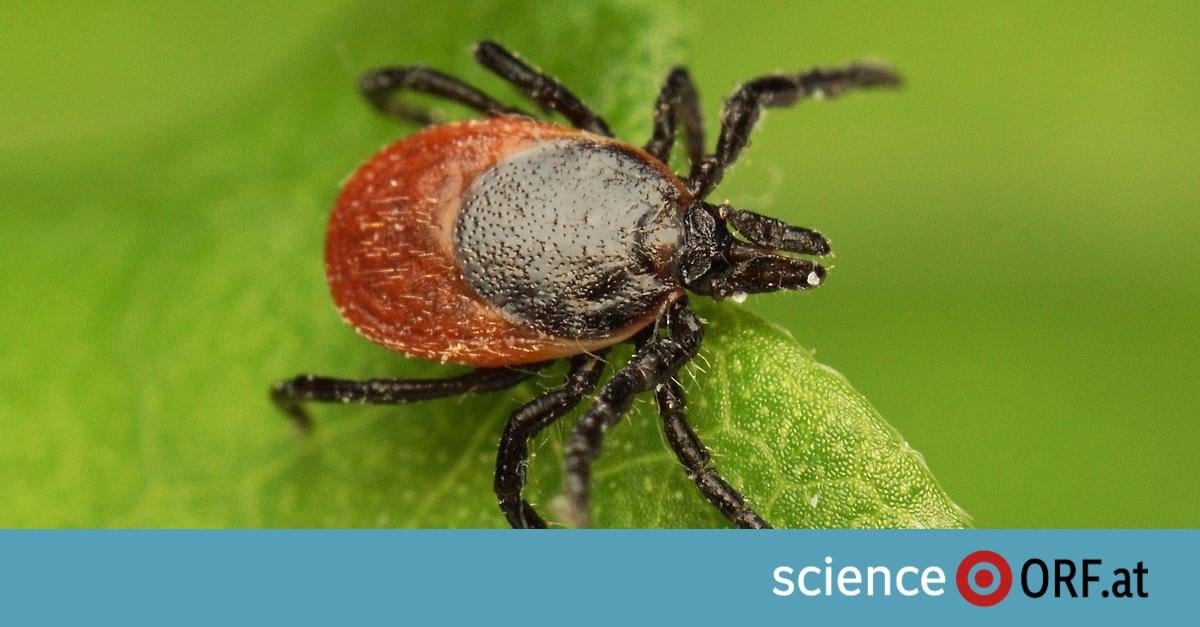 Zecken: Heuer schon 50 Personen mit FSME im Spital