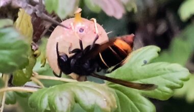 Is this the dreaded Asian Hornet?