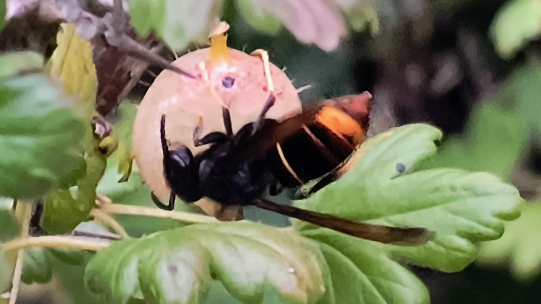 Is this the dreaded Asian Hornet?
