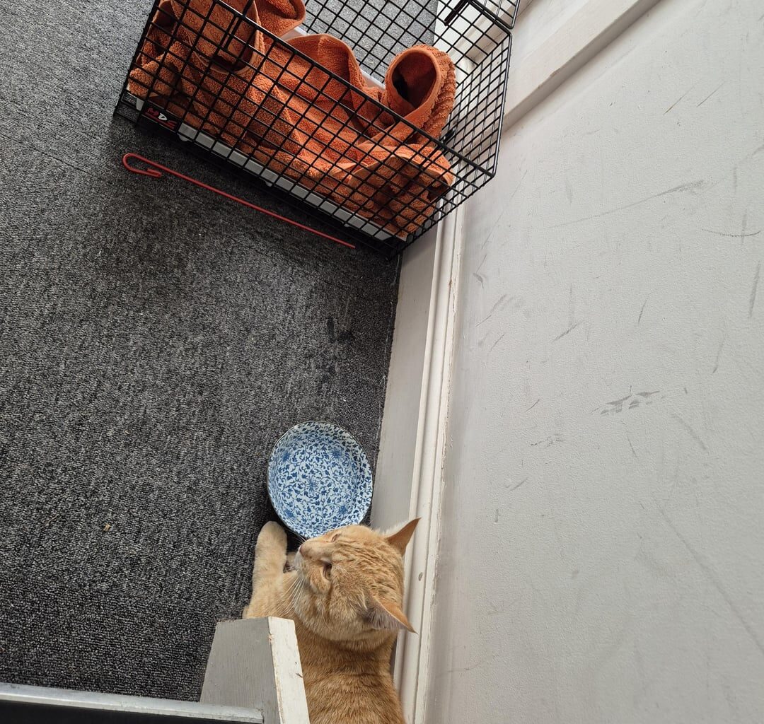 Has anyone lost a ginger cat from Brownhill Road in Catford?