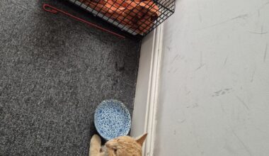 Has anyone lost a ginger cat from Brownhill Road in Catford?