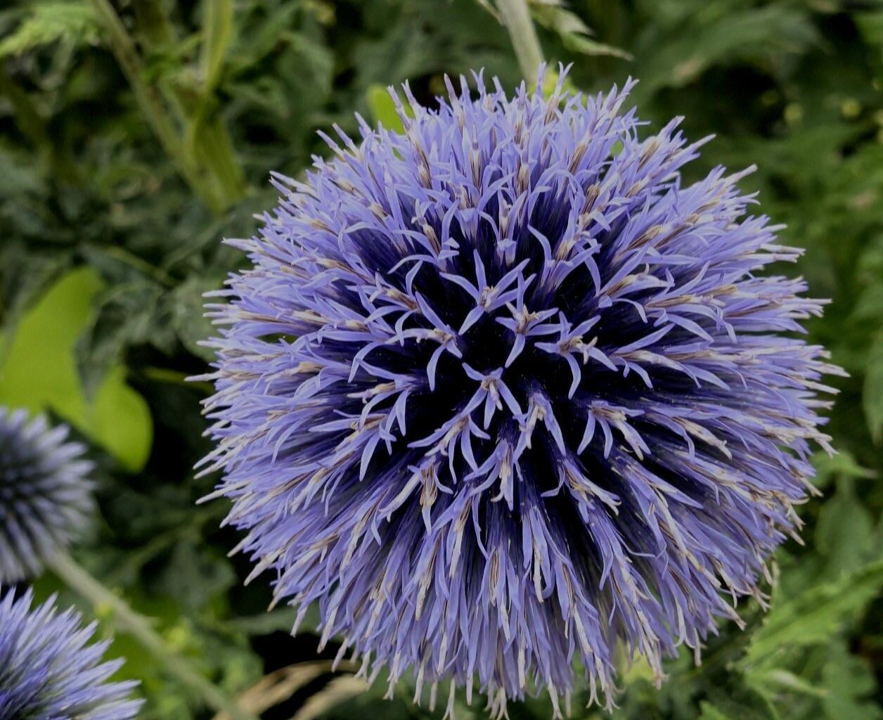 Banater Kugeldistel