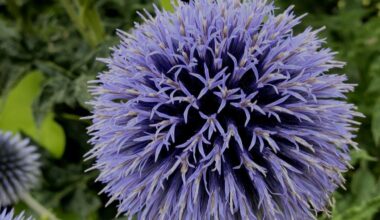 Banater Kugeldistel