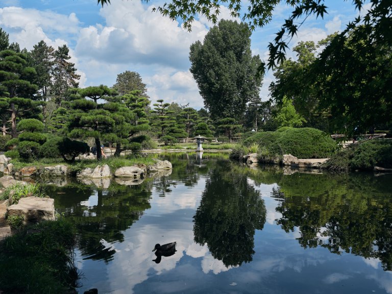 Japanese garden pond with reflection of trees and a duck.