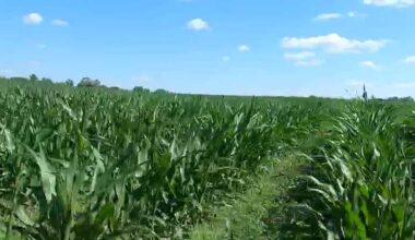 Iowa farmers highlight ongoing and evolving conservation efforts to improve the environment