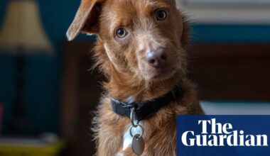New research centre to explore how AI can help humans ‘speak’ with pets | Animals