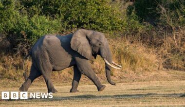 Zambia elephant attack kills British and New Zealand tourists