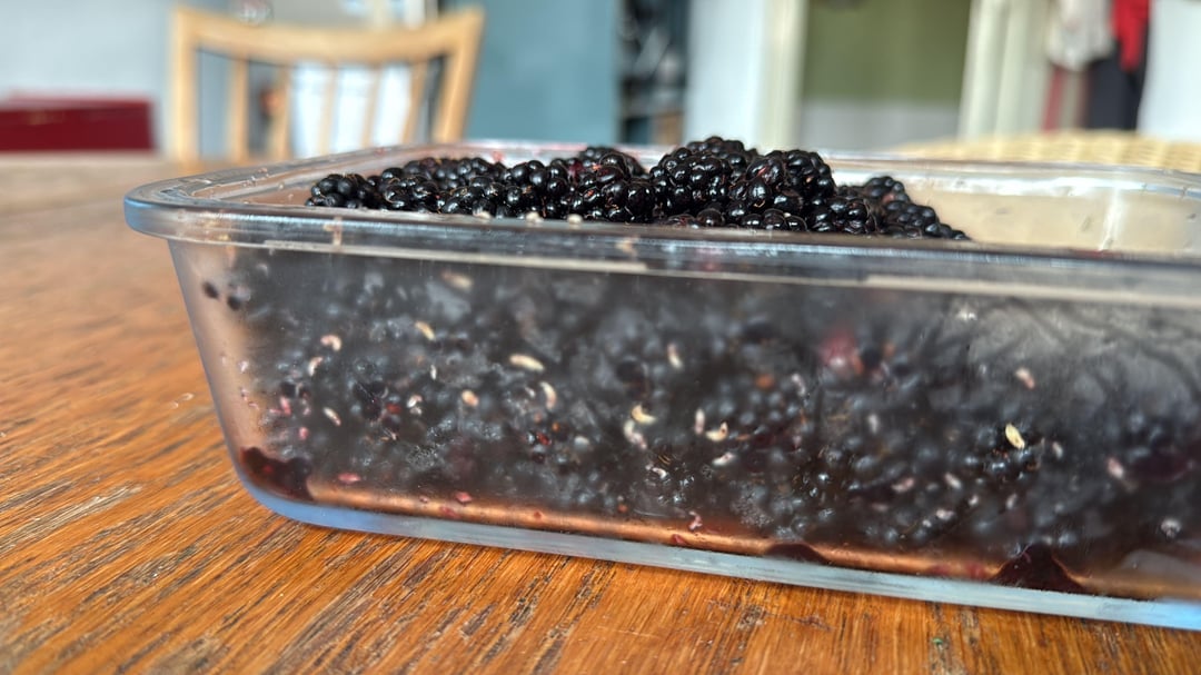 Was krabbelt da aus meinen Brombeeren ?