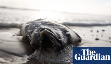 SA algae crisis ‘incredibly disturbing’ but federal government won’t declare natural disaster, Watt says | Environment