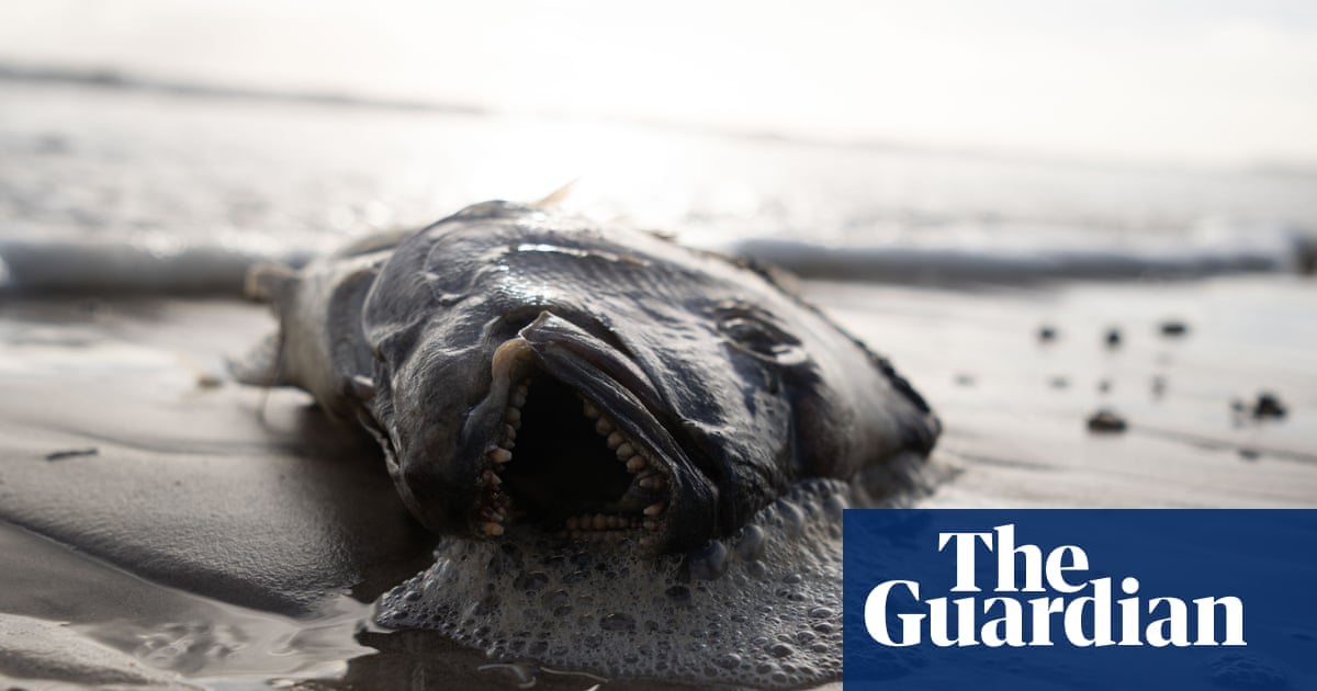 SA algae crisis ‘incredibly disturbing’ but federal government won’t declare natural disaster, Watt says | Environment
