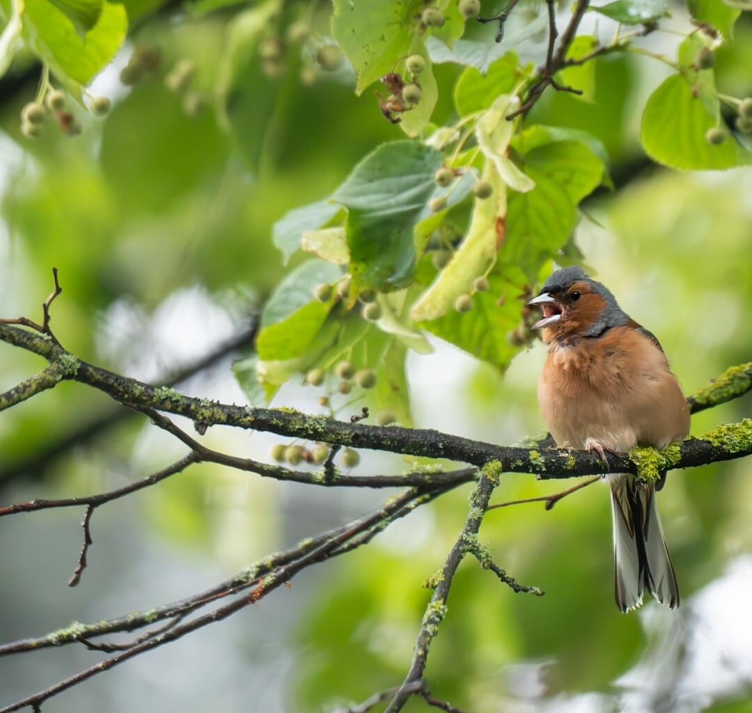 Buchfink im Garten