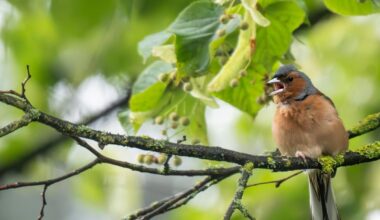 Buchfink im Garten