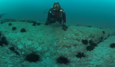 Climate change turned sea urchins into a pest, scientists are finding a solution