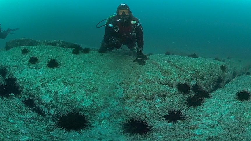 Climate change turned sea urchins into a pest, scientists are finding a solution
