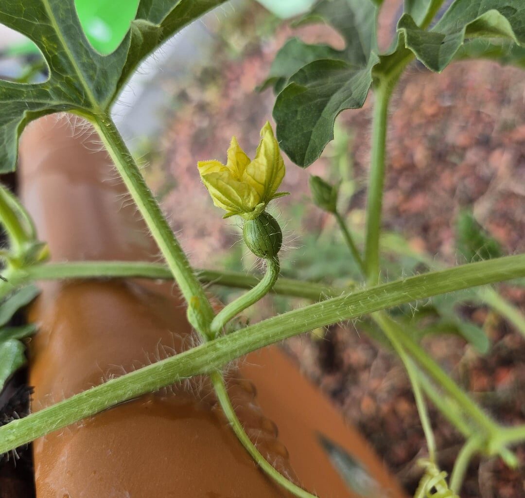 Unsere Mini Wassermelone hatte heute ihre ersten Blüten