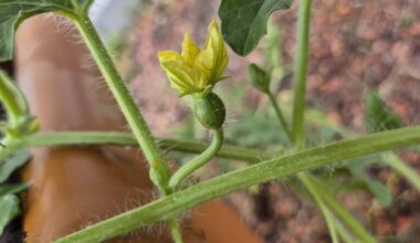 Unsere Mini Wassermelone hatte heute ihre ersten Blüten