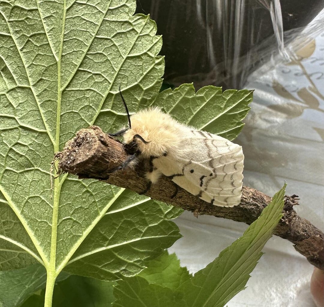 Schwammspinner Weibchen 🦋