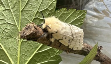 Schwammspinner Weibchen 🦋