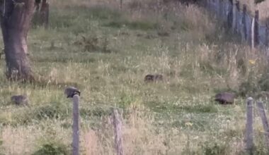 4 auf einen Streich 🦡
