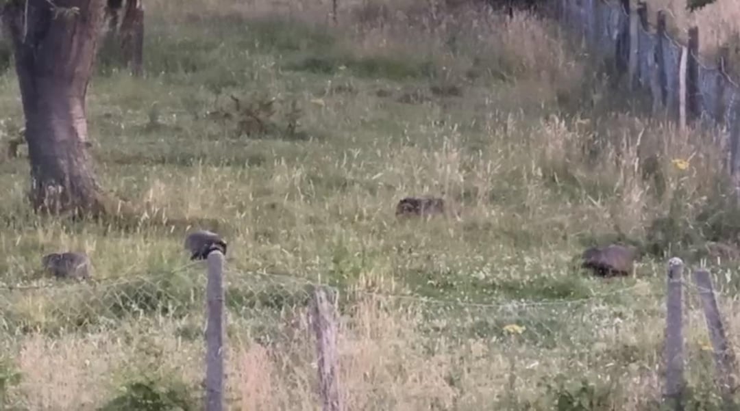 4 auf einen Streich 🦡