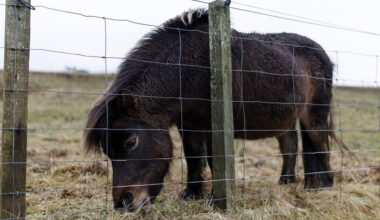 Vijftien maanden cel geëist tegen man die shetlandpony seksueel misbruikte