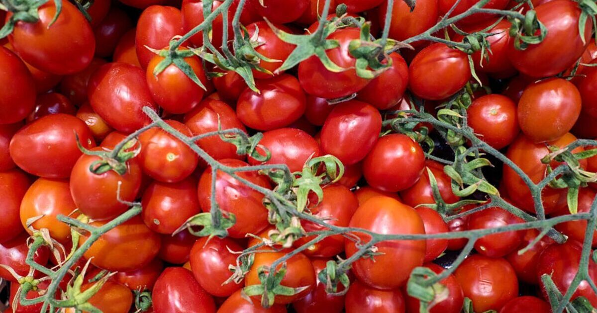 Tomato health warning issued following surge in 'deadly' infections | UK | News