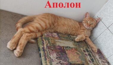 Ние сме група доброволци, които кастрират бездомни животни. Сега търсим дом на тези 7 котета [English and details in comments]