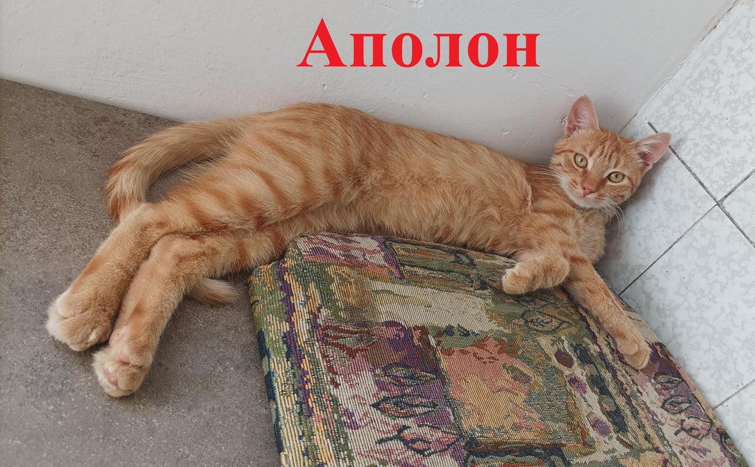 Ние сме група доброволци, които кастрират бездомни животни. Сега търсим дом на тези 7 котета [English and details in comments]