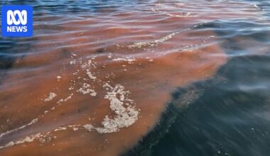 Federal politics live: Environment minister heads to SA to inspect toxic algal bloom