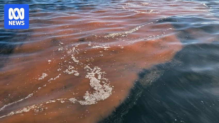 Federal politics live: Environment minister heads to SA to inspect toxic algal bloom