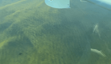 Sanibel's water quality crucial to economy, Everglades restoration underway | News