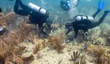 Scientists transplant crossbred corals to help save Miami's reefs from climate change | News