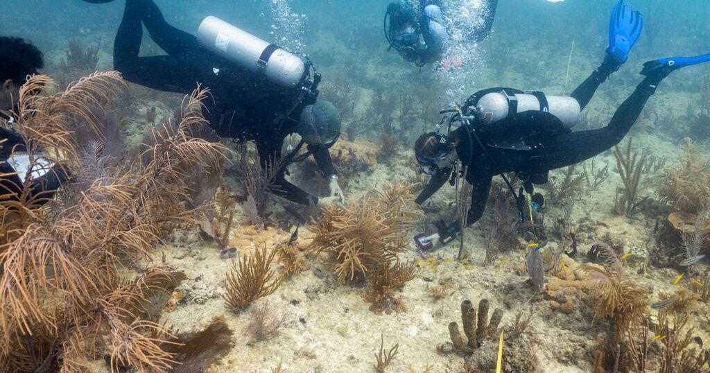 Scientists transplant crossbred corals to help save Miami's reefs from climate change | News