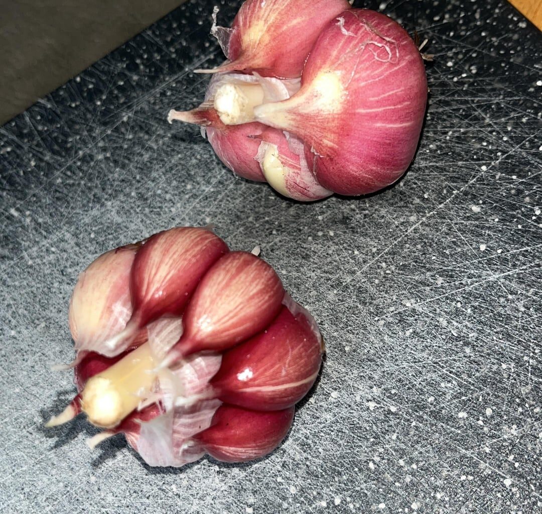 Knoblauch Ernte