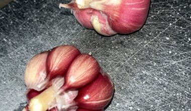 Knoblauch Ernte