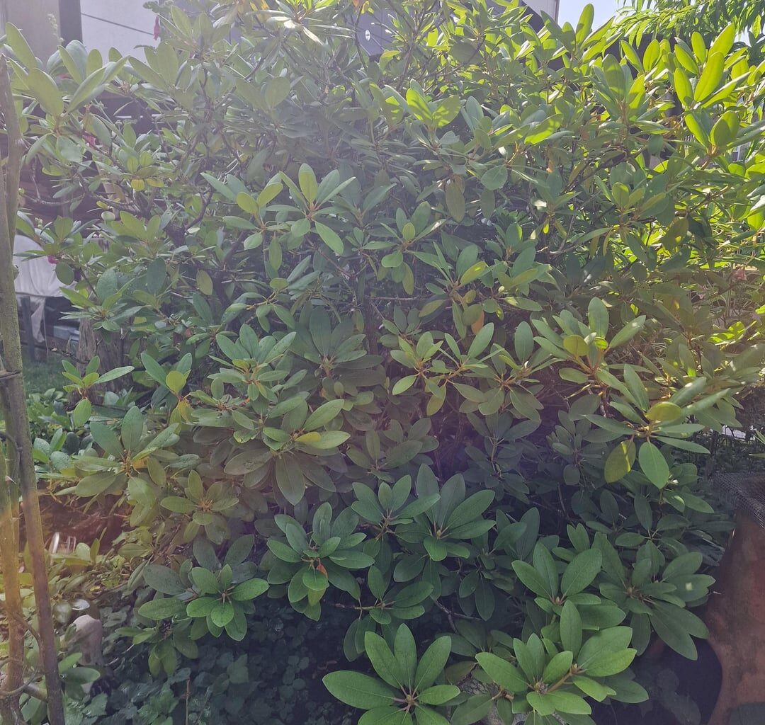 Rhododendron retten