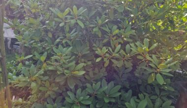 Rhododendron retten
