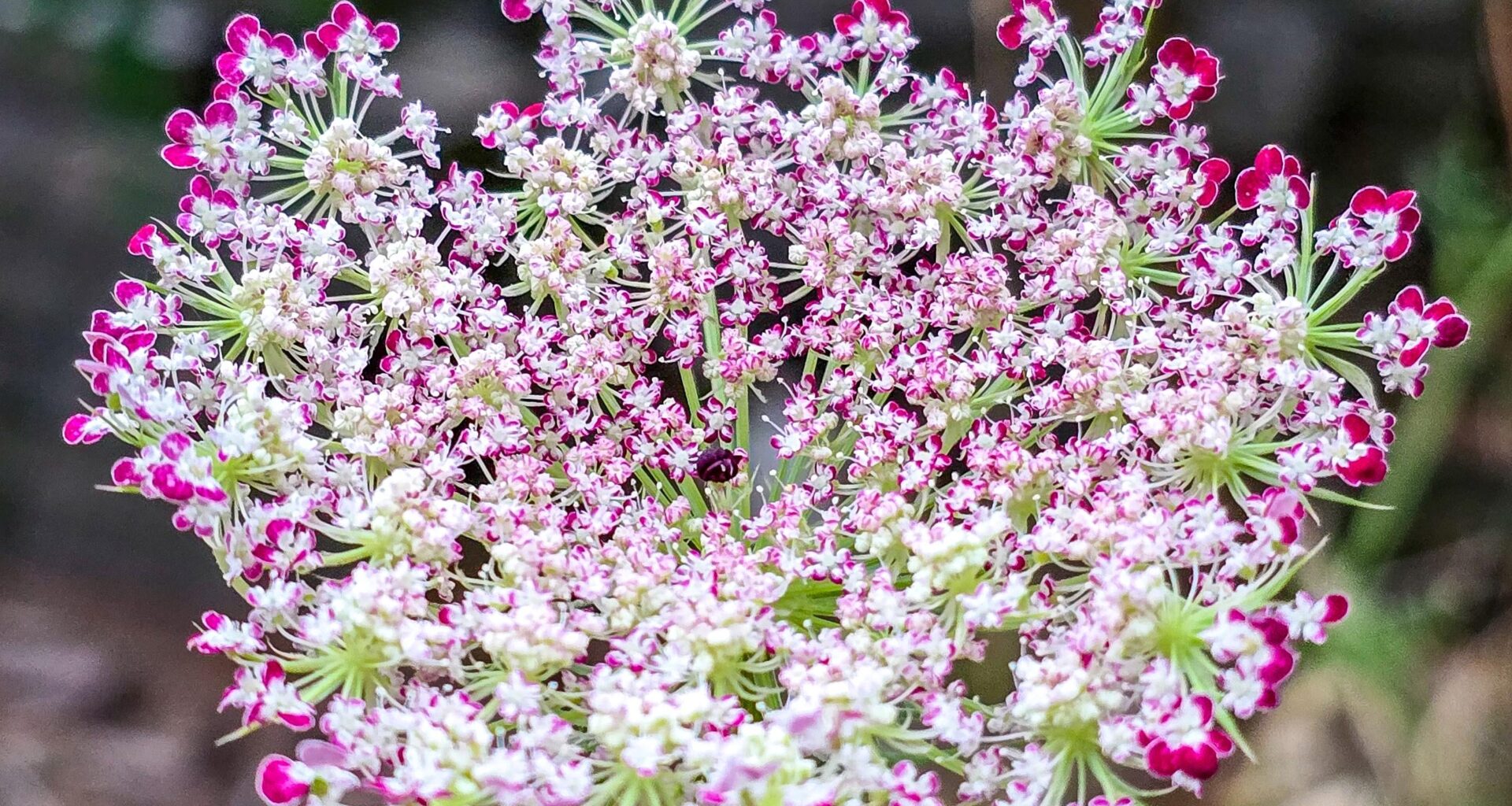 Die schönste wilde Möhre die ich im Garten habe.