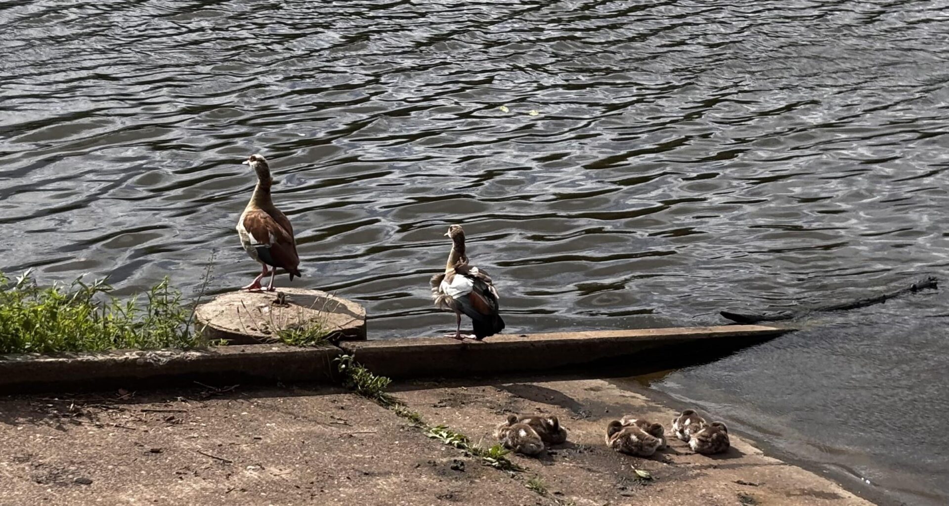 Nilgänse mit Gänseküken