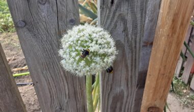 Zwiebelblüte wird ständig angeflogen🙂👍