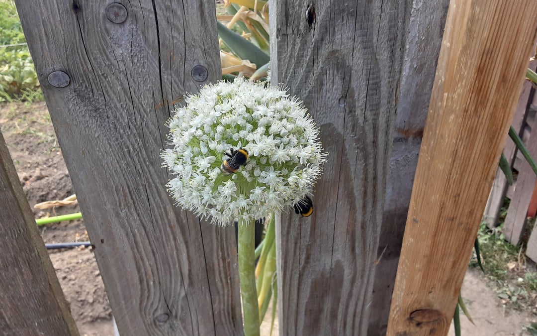 Zwiebelblüte wird ständig angeflogen🙂👍