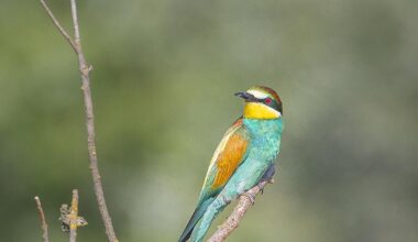 Europäischer Bienenfresser, die Zweite
