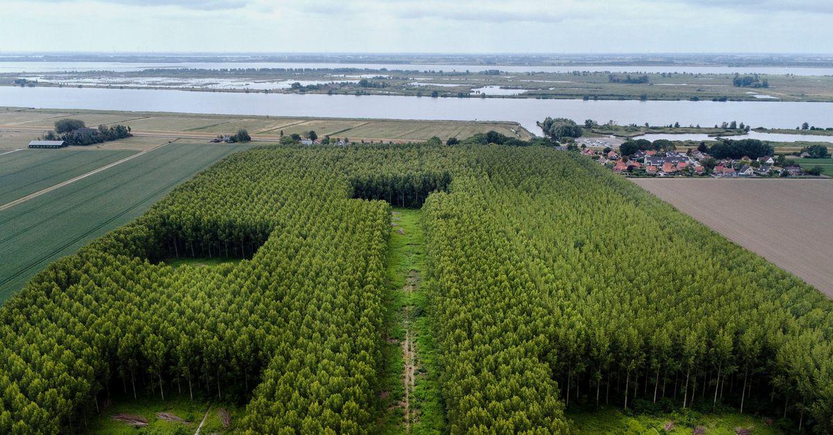 Hoe in drie dagen honderden bomen verdwenen uit het Bos van Los