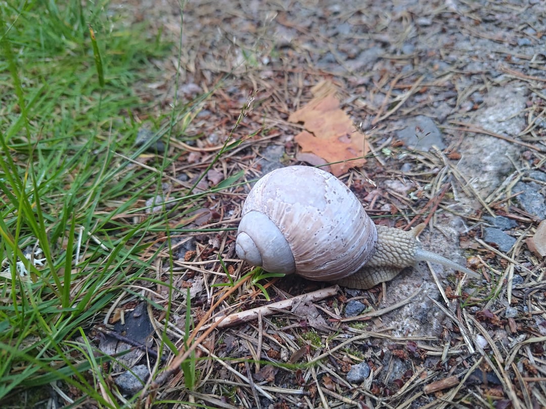 Vad är detta för snigel? Den är ju skitstor.
